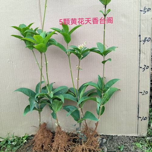 2025年臻品四季桂花原生小苗天香台阁红天香佛顶珠日香桂金玉满堂