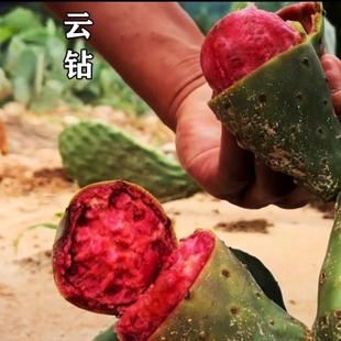 云南可食用的云钻仙人掌苗大红果种植片中药用无刺结仙桃稀有品种