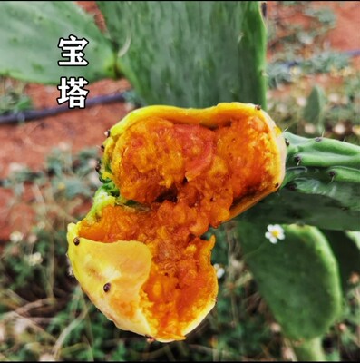 云南宝塔仙人掌食用大黄果苗种植片新鲜水果实中药无刺创意盆栽树
