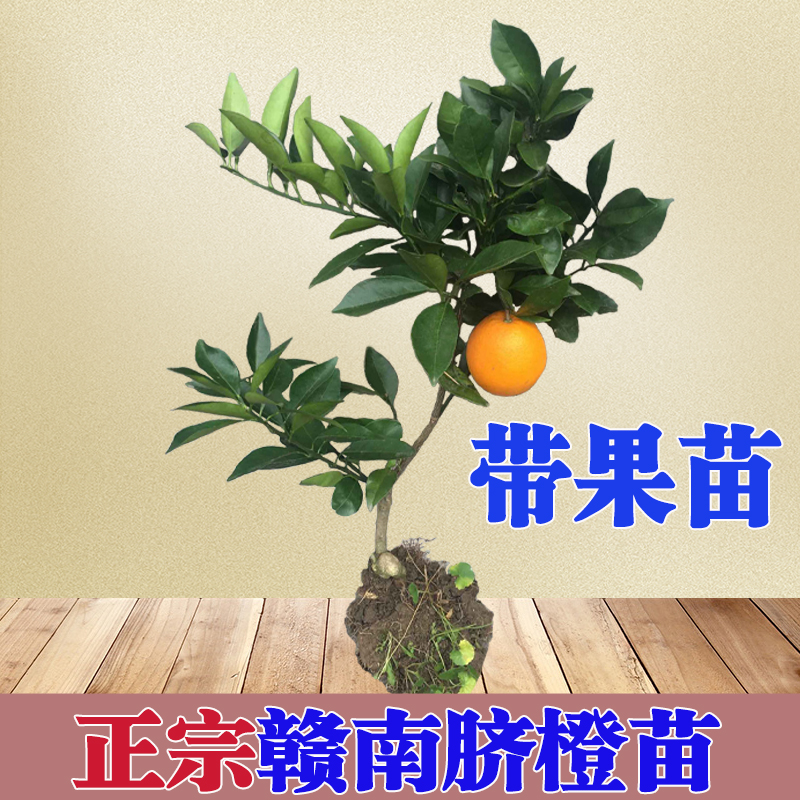 江西赣南带果红肉橙子苗正宗