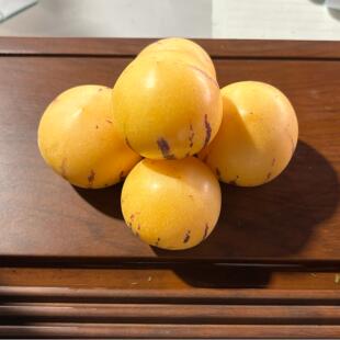 【瑕疵果】石林人参果树上熟自然熟低糖低脂大人参果圆果黄肉