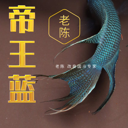 展示级【帝王蓝】中国斗鱼活鱼活体无纹蓝好养耐活淡水冷水观赏鱼