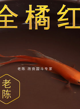 橘红火焰普叉小型淡水活体斗鱼