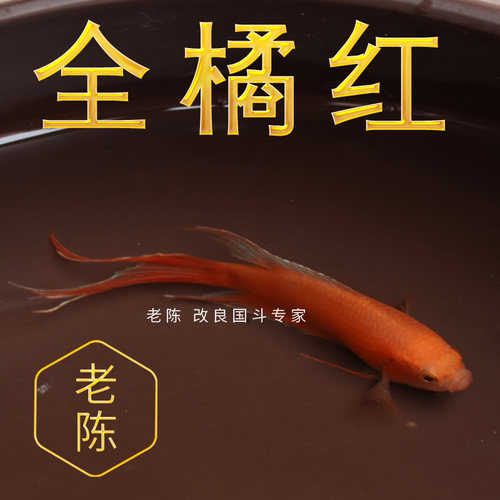 橘红火焰普叉小型淡水活体斗鱼