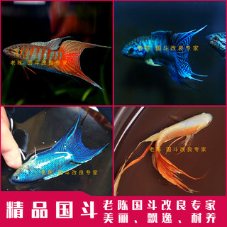 精品斗鱼鱼苗合集 中国斗鱼活鱼活体红蓝火焰白兔淡水冷水观赏鱼