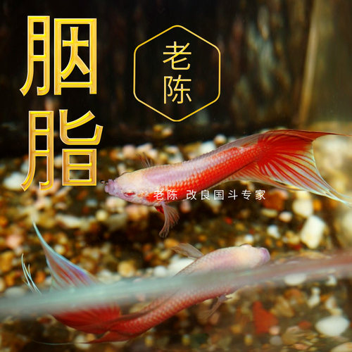 长尾观赏鱼老陈渔场价斗鱼淡水