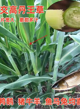高丹王草种子高产牧草