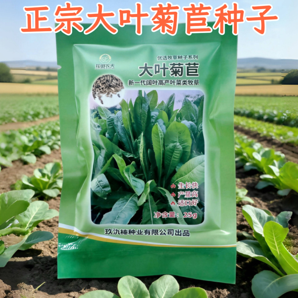 正品原装大叶菊苣种子多年生菊苣草籽四季喂猪牛羊鸡鸭鹅鱼草种籽,鲜花速递/花卉仿真/绿植园艺,家庭园艺种子,淘宝优惠券,粉丝福利购,淘宝优惠卷