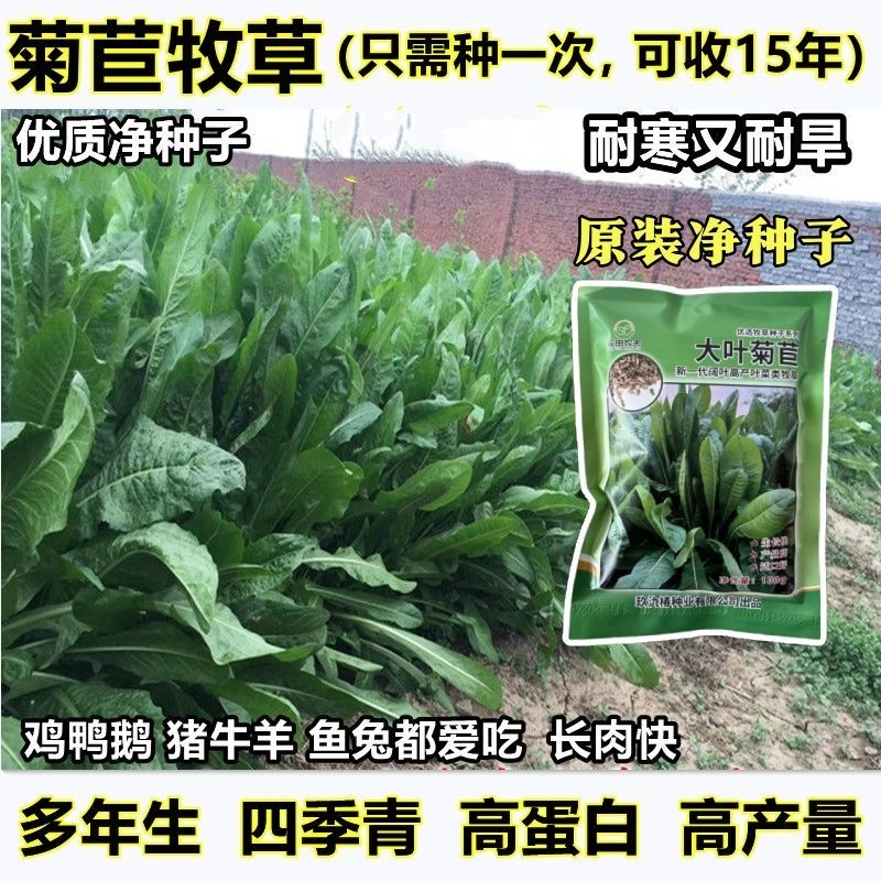 大叶菊苣种子大叶四季多年生