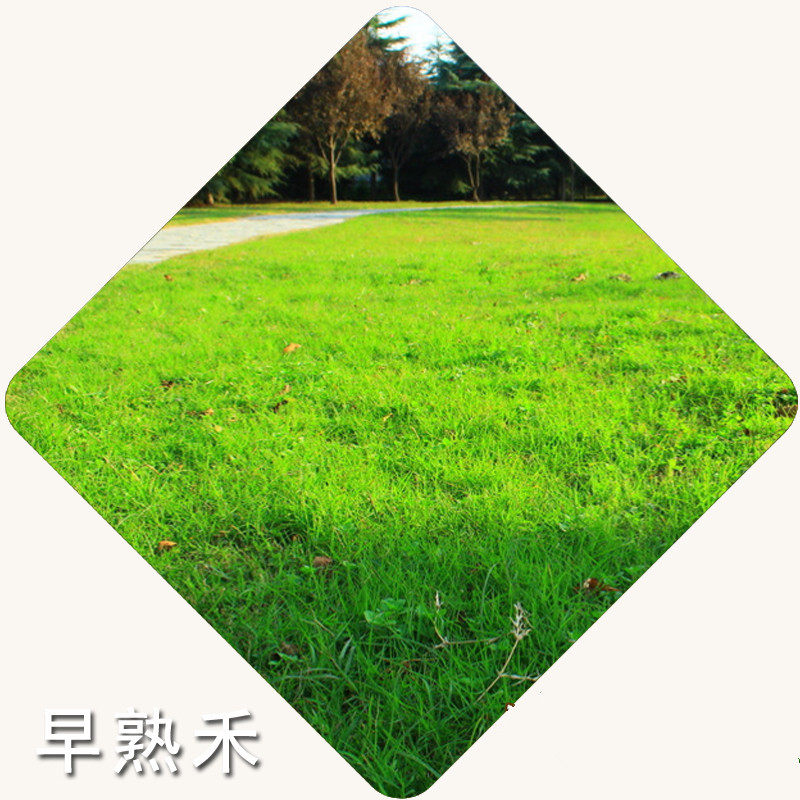 四季青狗牙根黑麦草早熟禾进口