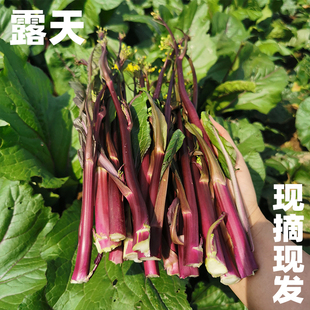 湖北红菜苔新鲜蔬菜紫菜苔食用农产品洪山菜苔薹时令青菜打霜鲜嫩