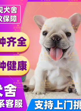【深圳犬舍】纯种法斗幼犬宠物法国斗牛纯种奶油法斗英牛蓝色法斗