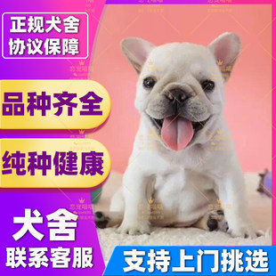 【上海犬舍】法斗幼犬法国斗牛犬纯种斗牛犬法牛奶白黑色蓝色法斗