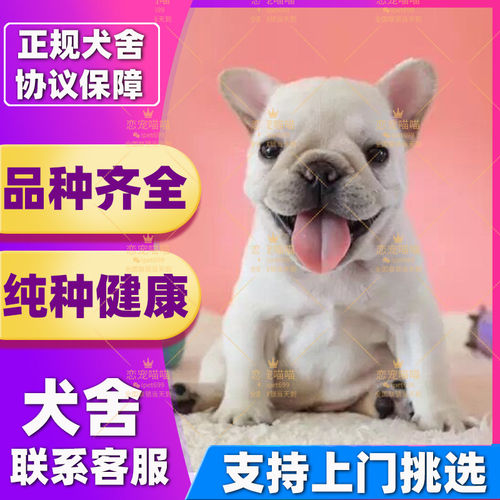 【深圳犬舍】法斗幼犬法国斗牛犬纯种斗牛犬法牛奶白黑色蓝色法斗