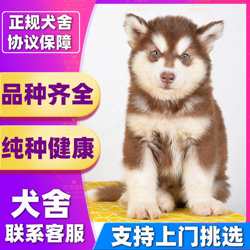 【深圳犬舍】阿拉斯加幼犬巨型熊版阿拉斯加红色灰色黑色阿拉斯加