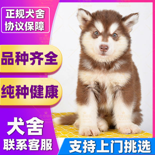 【深圳犬舍】纯种阿拉斯加幼犬