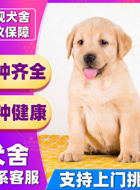 【深圳犬舍】纯种拉布拉多幼犬活体神犬小七导盲犬幼犬家养