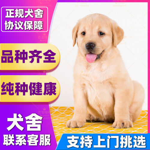 【深圳犬舍】纯种拉布拉多幼犬活体神犬小七导盲犬幼犬家养