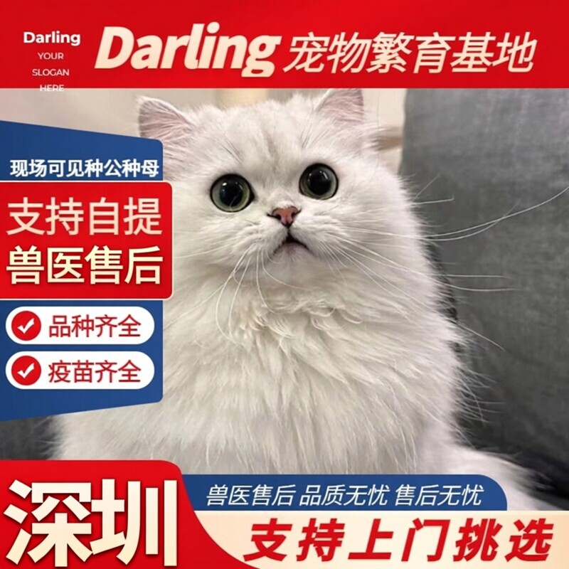 【上海猫舍】金吉拉纯种幼猫金吉拉猫曼基康矮脚短腿纯白拿破仑猫