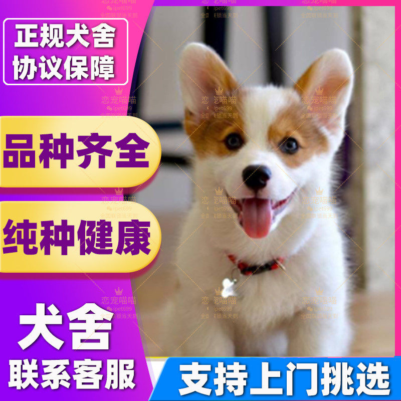 【上海闵行犬舍】柯基幼犬活体柯基犬纯种三色柯基幼崽双色小短腿