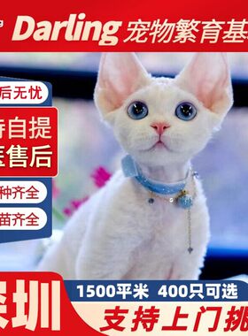 【深圳猫舍】德文卷毛猫幼猫纯种血统不掉毛开脸虎斑异瞳德文猫咪