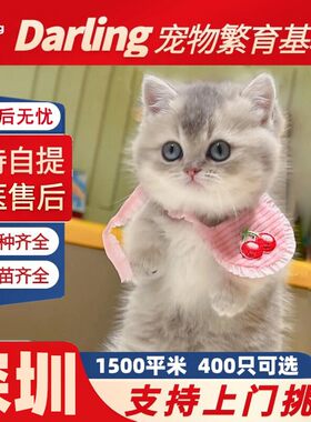 【深圳猫舍】英短蓝金渐层幼猫纯种血统猫舍蓝金渐层猫猫ny12