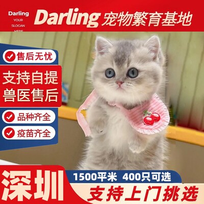 【深圳猫舍】英短蓝金渐层幼猫纯种血统猫舍蓝金渐层猫猫ny12