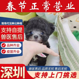 纯种泰迪犬幼犬活体灰色泰迪长不大泰迪贵宾犬小 深圳龙岗犬舍