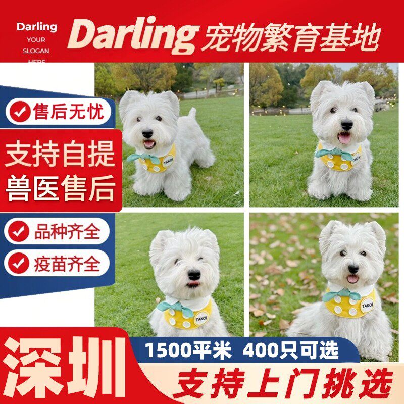 【深圳犬舍】纯种西高地幼犬白梗幼犬纯种双血统小型活体网红宠物