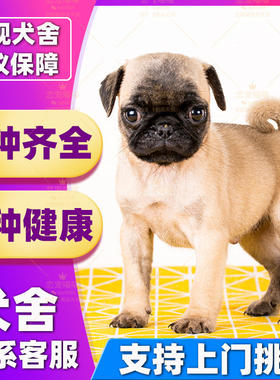 【深圳犬舍】纯种小型活体宠物狗狗巴哥犬短毛迷你八哥幼犬巴