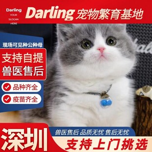 【深圳猫舍】英短蓝白猫幼猫矮脚猫纯种英国短毛猫蓝猫五粉宠物猫