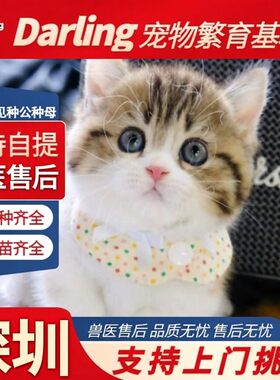 【上海猫舍】纯种三花猫矮脚幼猫小猫活体猫咪活物公母 可上门挑