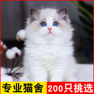 【深圳大型猫舍】布偶猫幼猫蓝双海双色宠物猫舍长毛幼崽仙女猫咪
