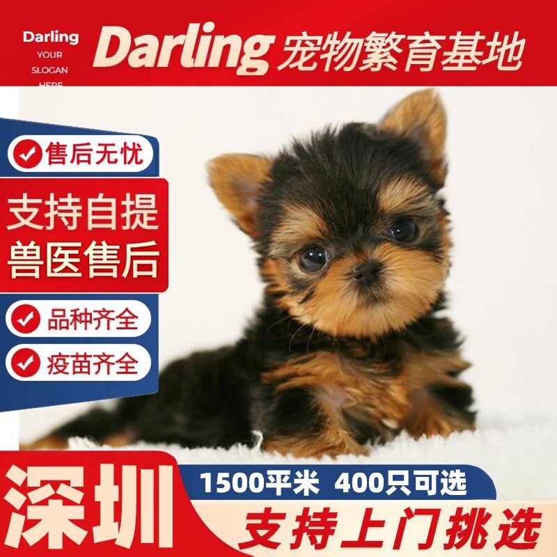 【深圳犬舍】小体约克夏幼犬纯种活体金头银背金色茶杯体约克夏犬图片
