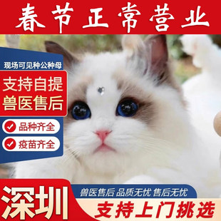 布偶猫幼猫蓝双海双色宠物猫舍长毛布偶幼崽仙女 深圳大型猫舍