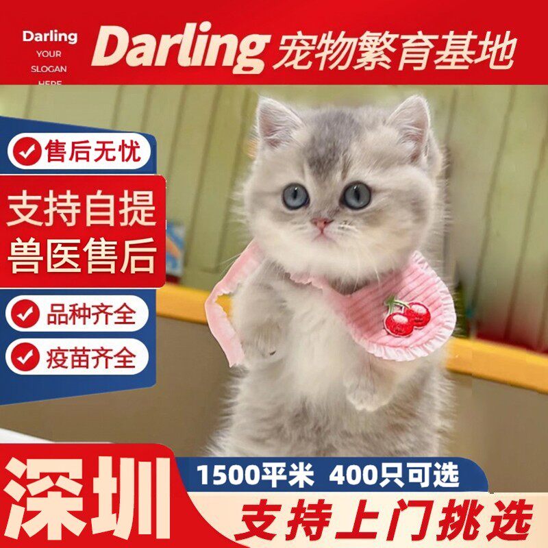 【深圳猫舍】英短蓝金渐层幼猫纯种血统猫舍蓝金渐层猫猫ny12