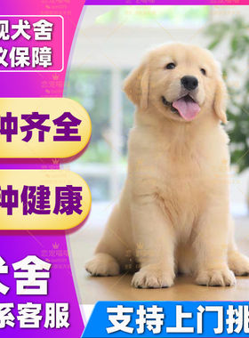 【深圳犬舍】纯种金毛幼犬家庭宠物狗导盲犬活物金毛活体中大