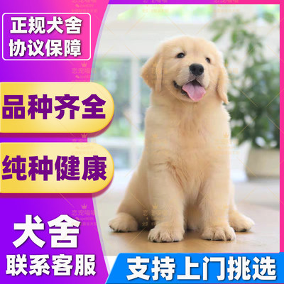 【深圳犬舍】上门挑选金毛犬纯种幼犬宠物狗狗活体大型犬狗仔