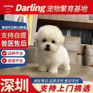 【深圳犬舍】纯种比熊幼犬活体真狗飞耳比熊小体比熊犬小型犬茶杯