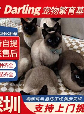 【深圳猫舍】暹罗猫活体星罗猫泰国猫星逻猫小猫活物宠物猫咪暹罗
