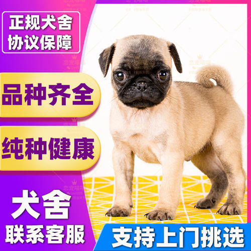 【深圳犬舍】纯种巴哥犬幼犬小型活体短毛迷你幼犬黑脸巴哥憨厚