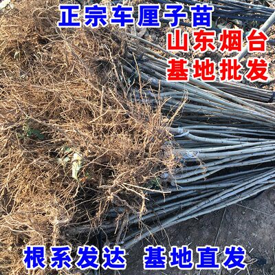 嫁接车厘子树苗大樱桃苗基地直发
