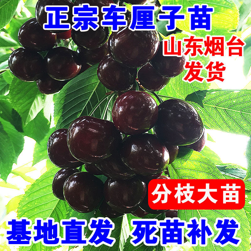 绿丰车厘子树苗大樱桃树樱桃苗果树果苗南方北方种植盆栽地栽结果