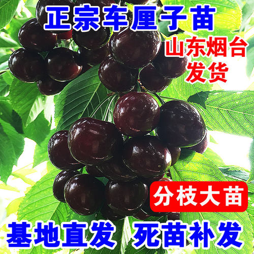 车厘子树苗盆栽地栽当年结果