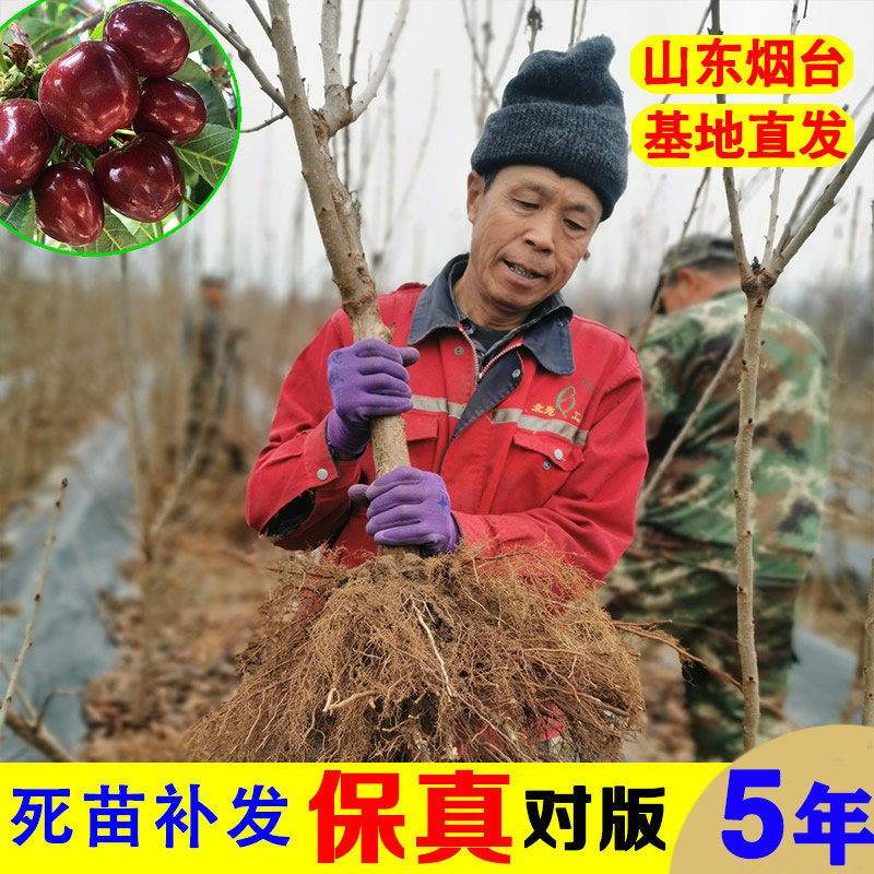 绿丰车厘子树苗大樱桃树樱桃苗水果苗南方北方种植盆栽地栽带土