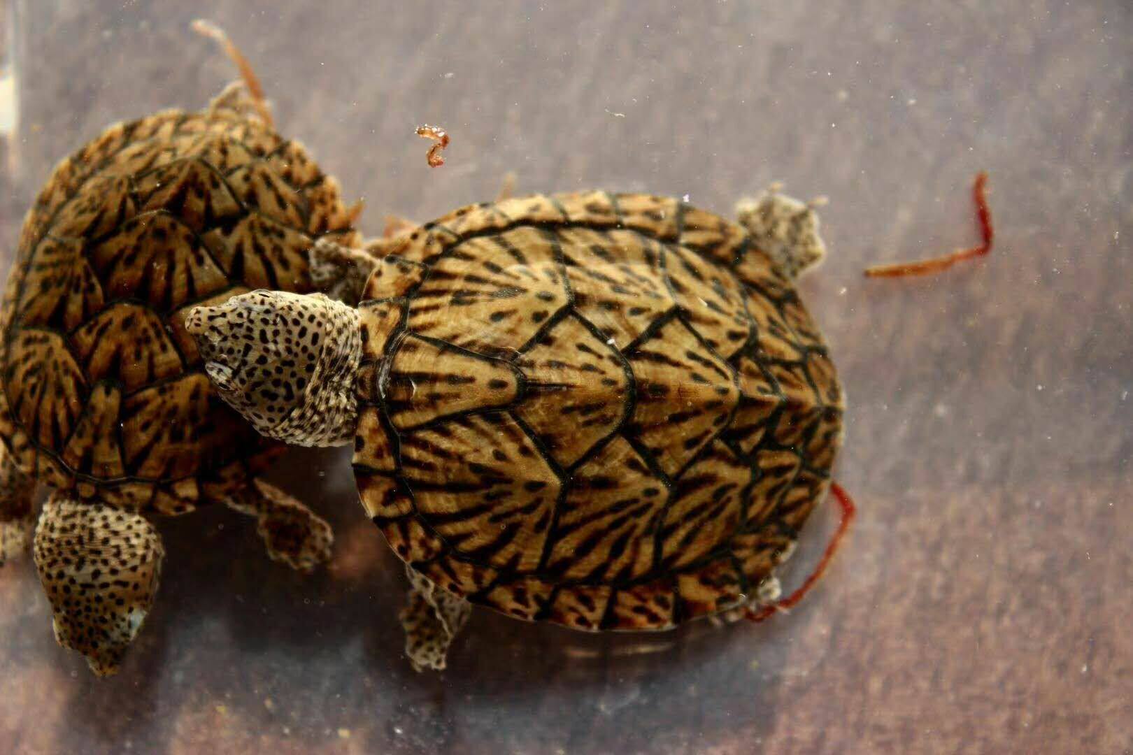 living thing Tycoon Tycoon Turtle Eggs Tiger Turtle Eggs Razor Tycoon Tortoise video riskin the Pet/Pet food and supplies , Aqua World , Turtle/Turtle  category - from Buy2taobao.com to provide professional Taobao agent buy service