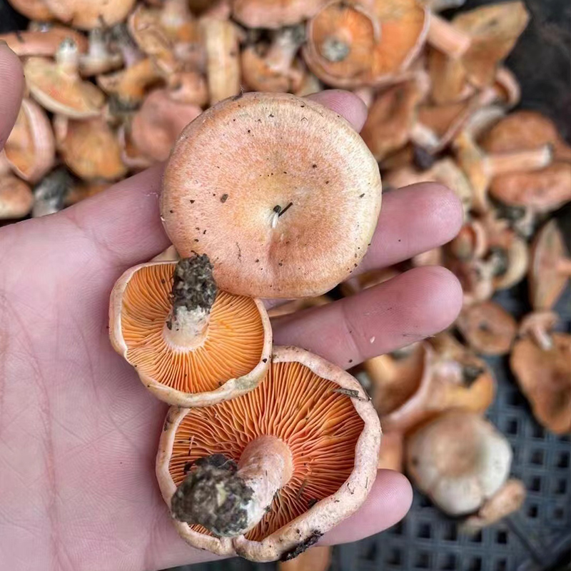 野生新鲜谷熟菌云南野生菌