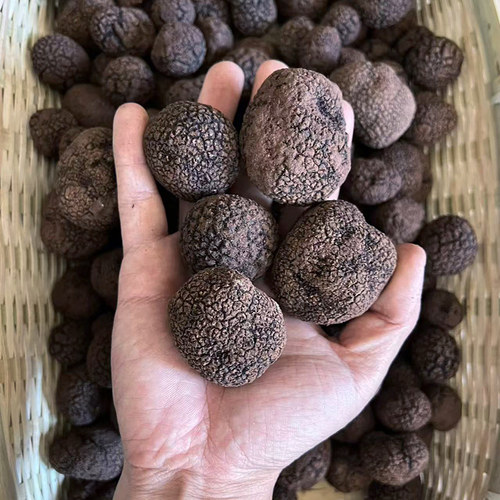 云南野生新鲜松露黑松露