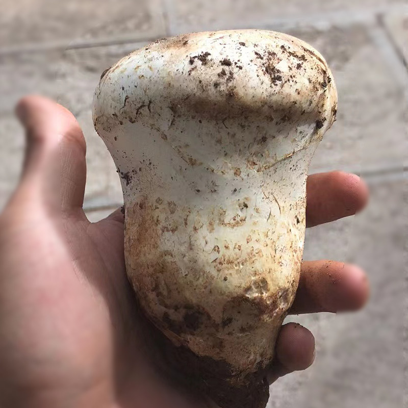 新鲜老人头菌云南特产蘑菇