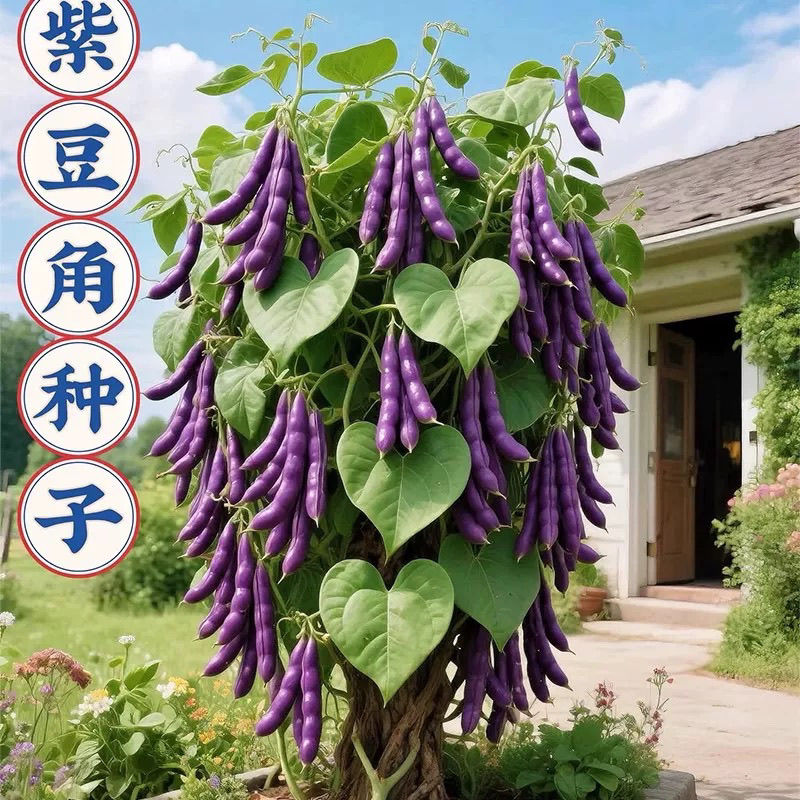 冻死鬼豆角种子耐寒耐热高产无筋豆角四季田园庭院豆角提纯种子